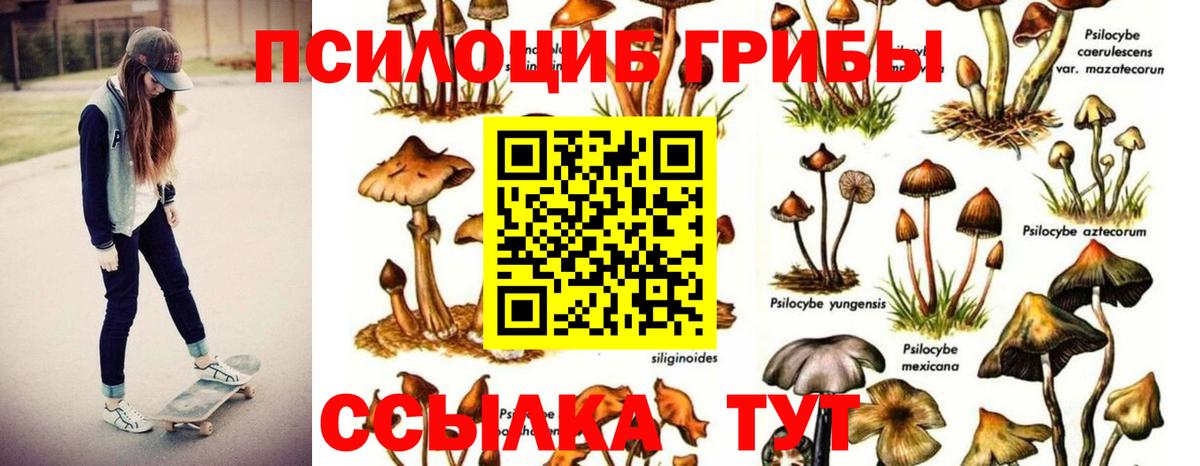 Галлюциногенные грибы Psilocybine cubensis  Вход с VPN  Гурьевск 